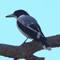 Silver-backed Butcherbird